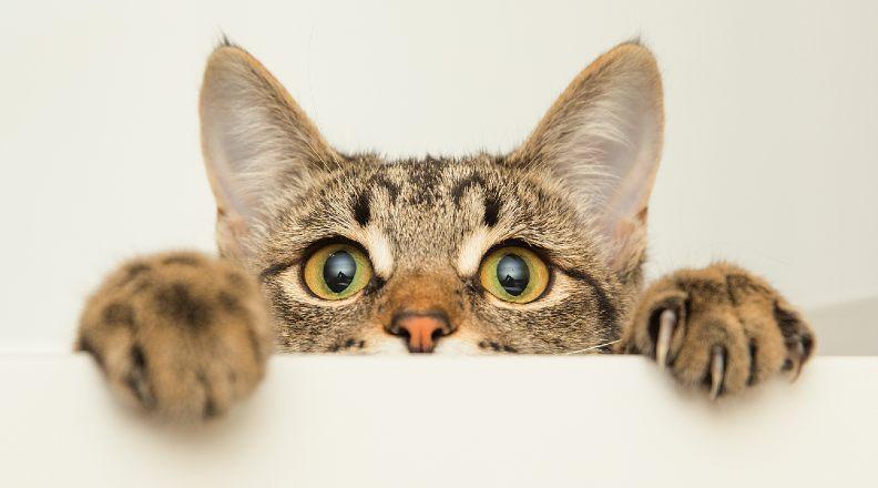 Scared cat peaking over
