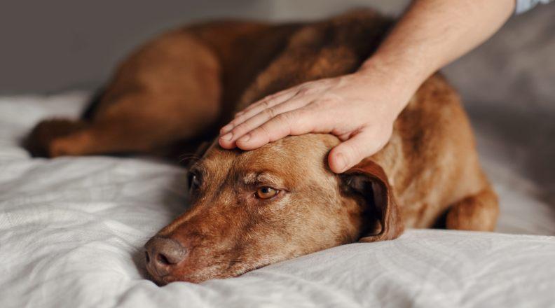 Sick dog lying on a bed