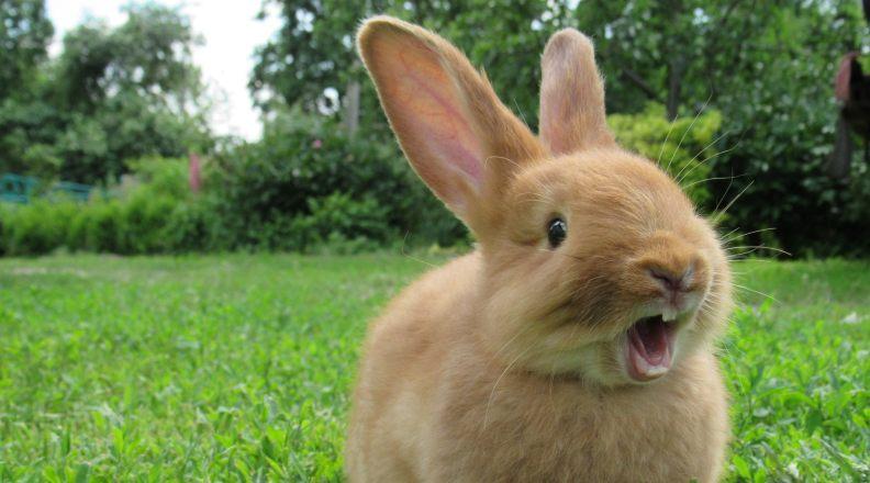 A rabbit screaming about common bunny health conditions