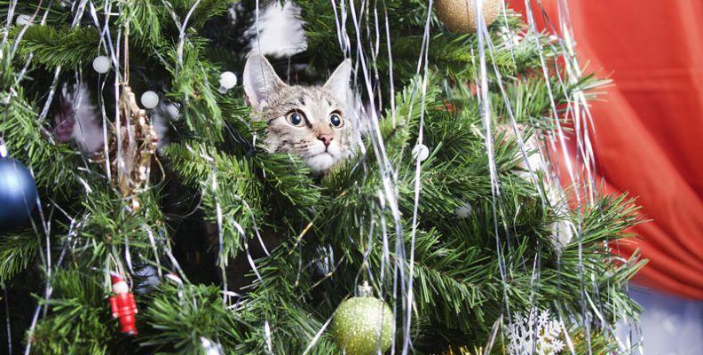 A cat poking their head out of a Christmas tree