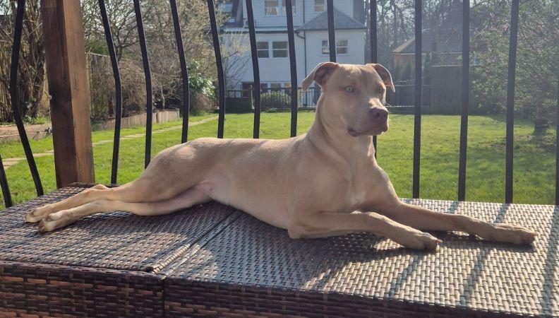 Sky Special Jury for Easter Giveaway