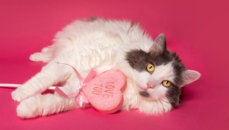 international cat day