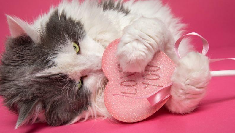 international cat day