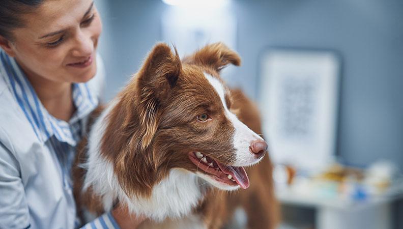 A collie getting a health checkup at the vet