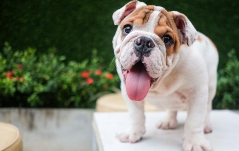 A happy bulldog puppy on a table