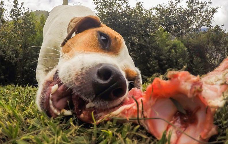 Dog eating a piece of meat