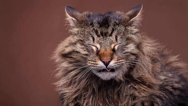 A maine coon cat sneezing