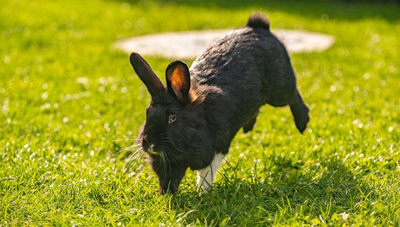 Bunny hopping around in the garden