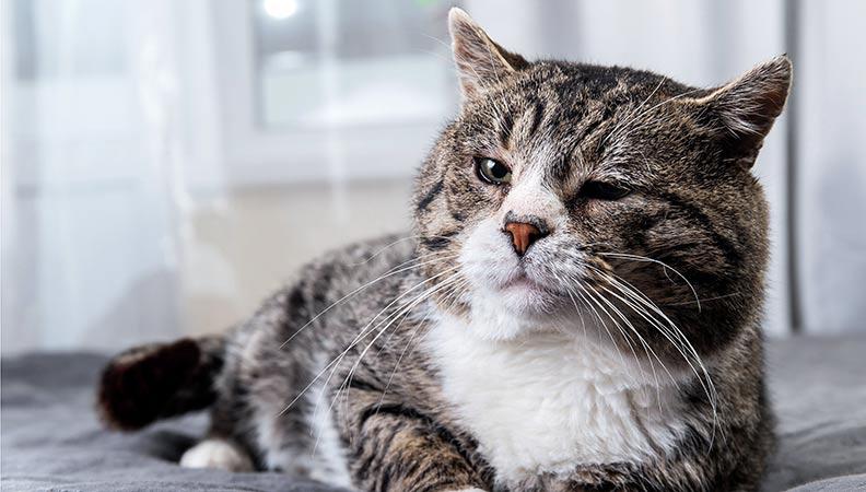 Autosomal Dominant Polycystic Kidney Disease in Cats