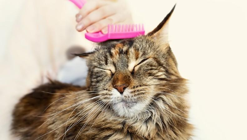 Maine Coon cat having its fur brushed