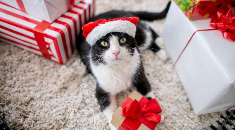 A black and white moggie with a Christmas present