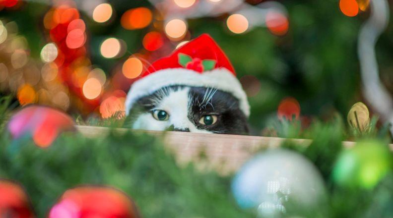 A cat wearing a Christmas hat peering over a table at decorations
