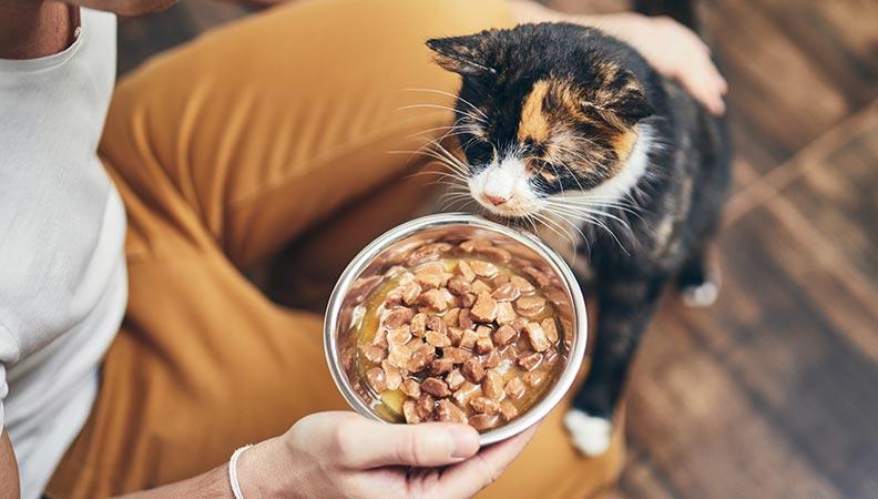 Cat being fed wet food by its owner