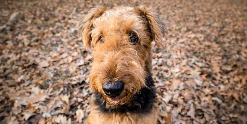 A Airedale Terrier sitting in a woodland