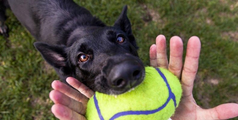 A German Shepherd taking a tennis ball from its owners hand