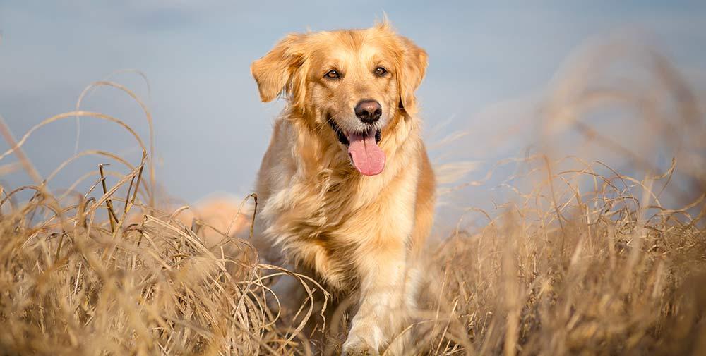 A Golden Retriever running through dried grass