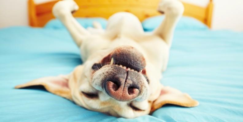 A Labrador laying upside down on a bed