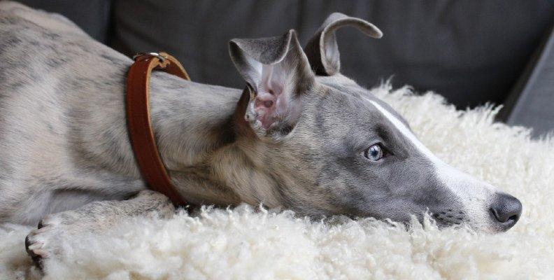 A Whippet laying on a sofa with its head on a fluffy pillow
