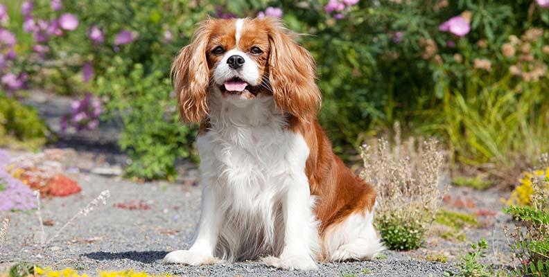A Cavalier Kings Charles Spaniel sitting happily