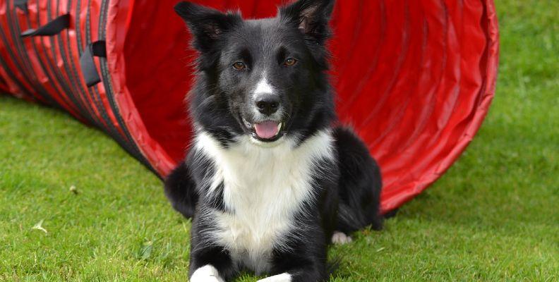 Border collie laying down in front of a red agility tunnel