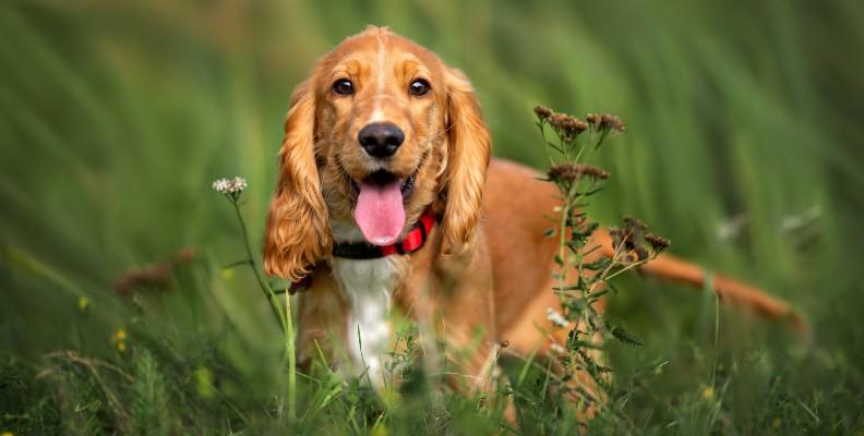 A Cocker Spaniel stood in a field panting