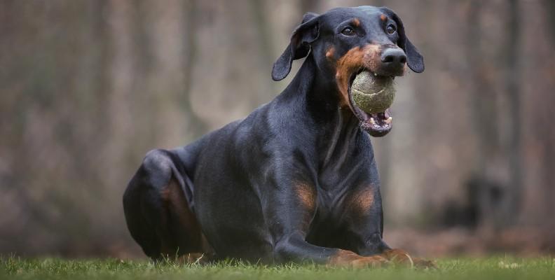 A large Doberman laying down while holding a tennis ball in its mouth