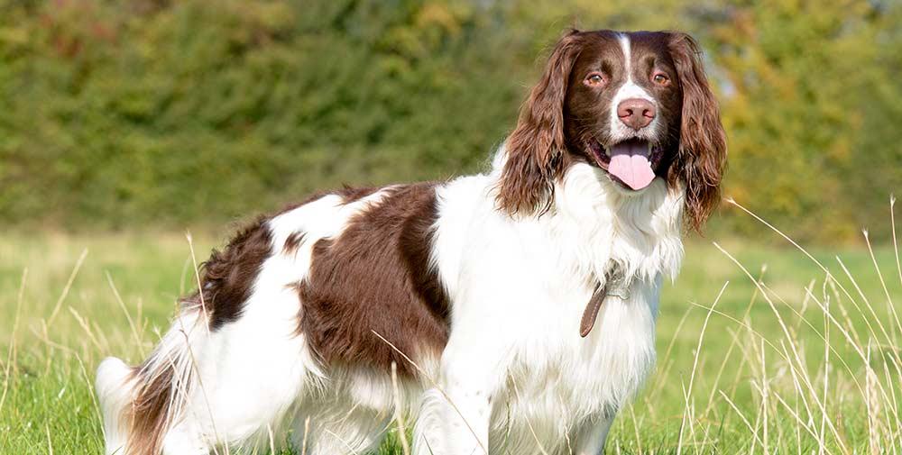 An english springer spaniel standing in a field