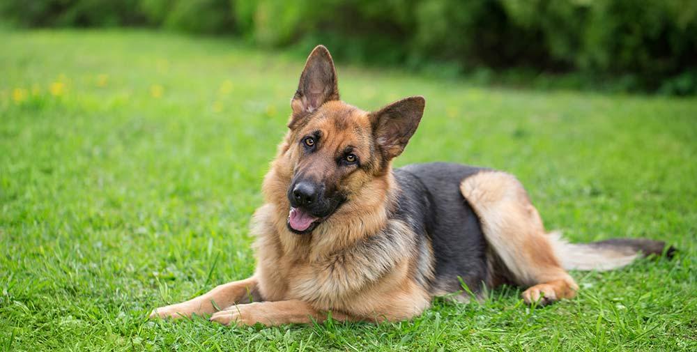 A german shepherd laying on the grass