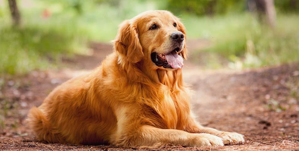A golden retriever laying on a dirt path