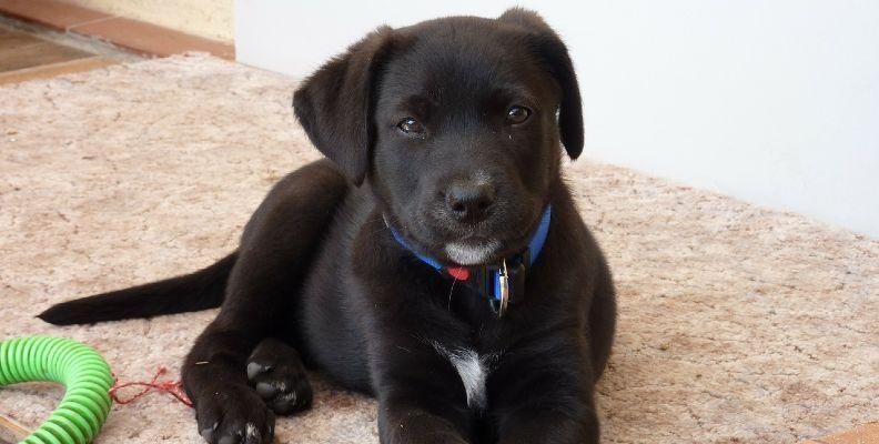 Black Labrador laying on the floor