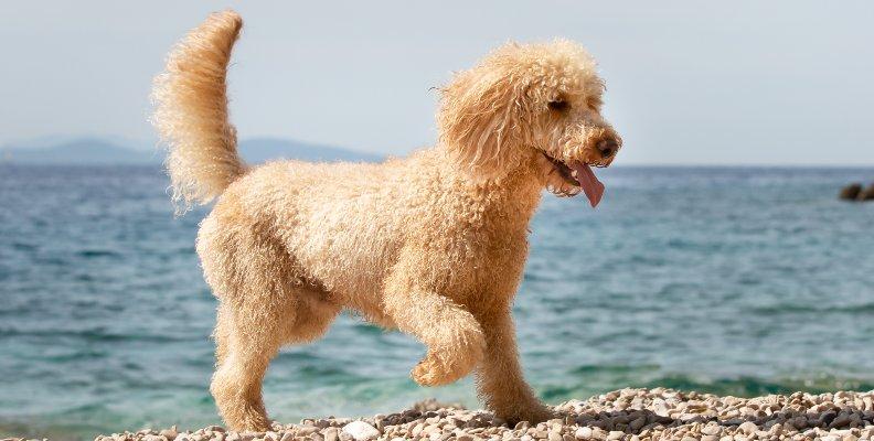 A small Poodle at the beach