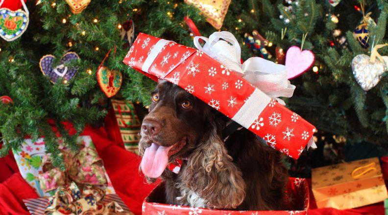 A brown spaniel in a Christmas present box