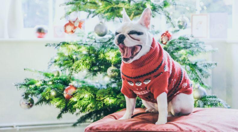 A white dog wearing a red Christmas jumper