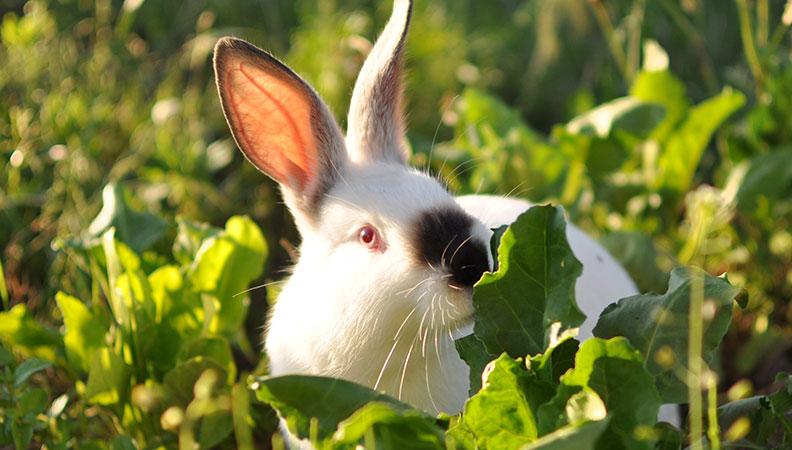 A Californian Rabbit
