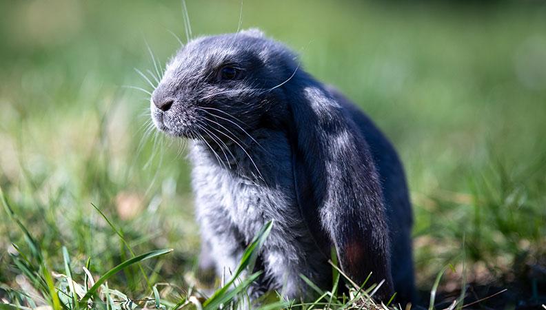 An English Lop Rabbit