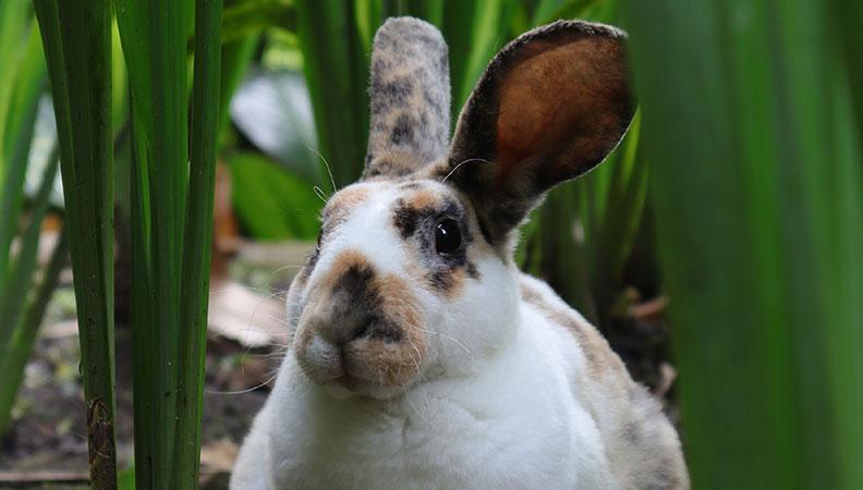 A Rhinelander Rabbit