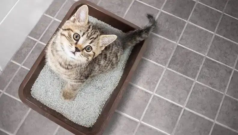 Grey cat using the litter box and looking up