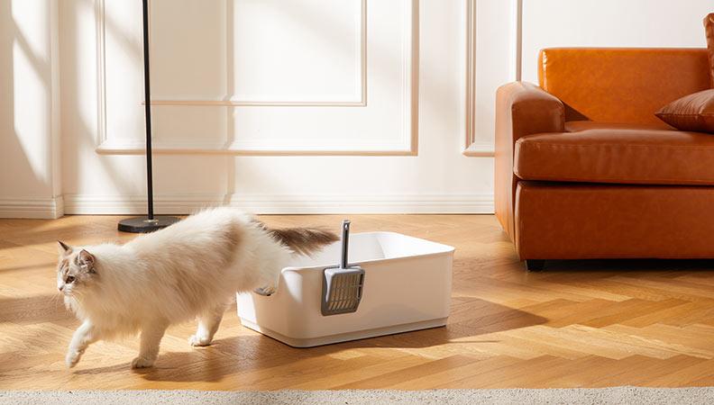 Cat using a litter tray in the living room