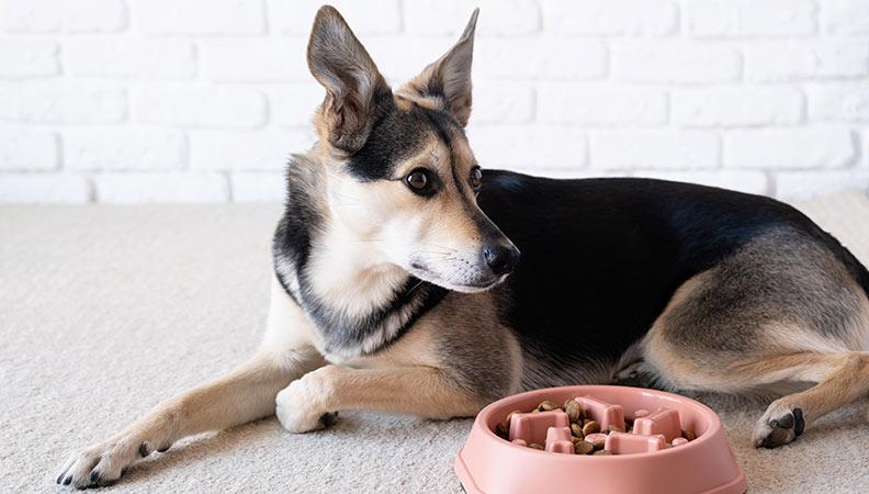 A cute dog sitting next to a slow feeding bowl