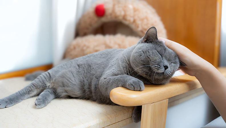British Shorthair cat being stroked by their owner