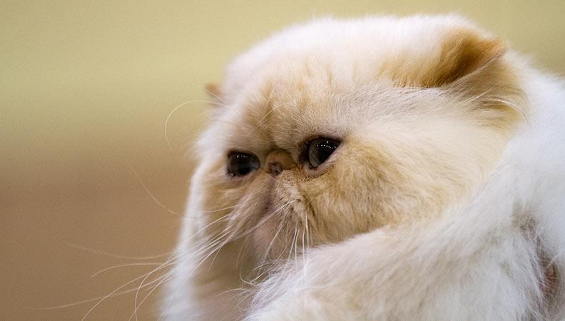Brachycephalic cats 