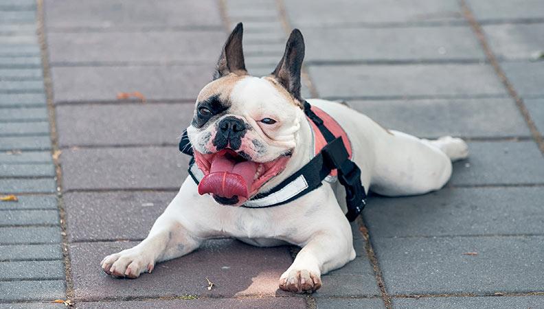 A French Bulldog lying on concrete panting