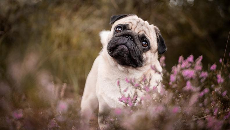 Brachycephalic dogs - an inquisitive Pug in a field of flowers 