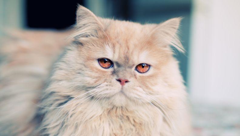 Brachycephalic Persian cat