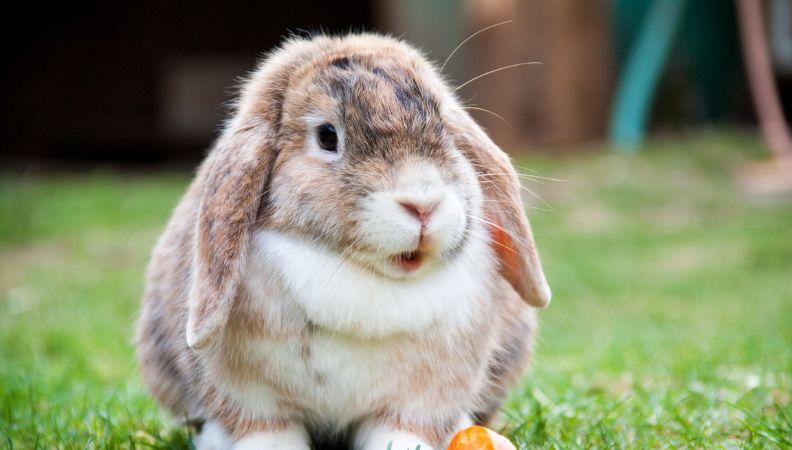 Brachycephalic lop-eared rabbit