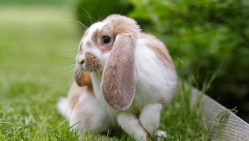 Brachycephalic rabbits