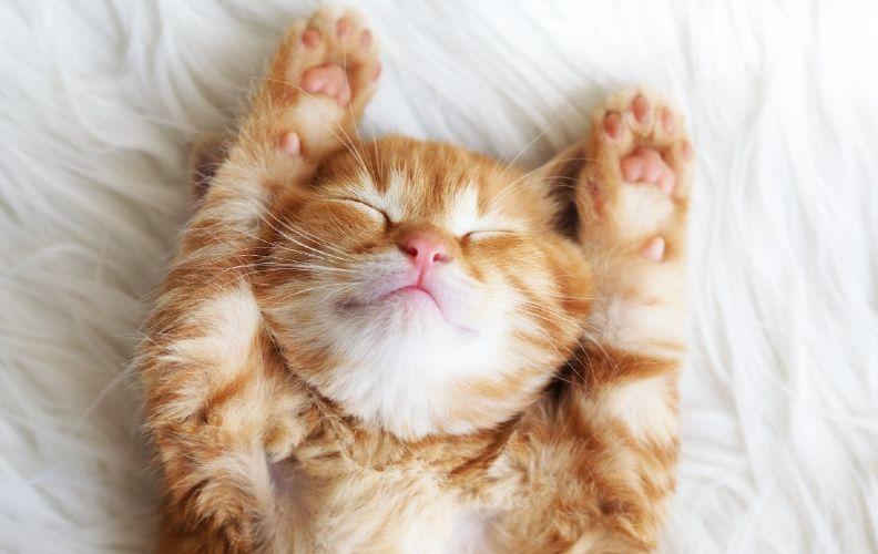 A happy Ginger Kitten with its paws stretched 