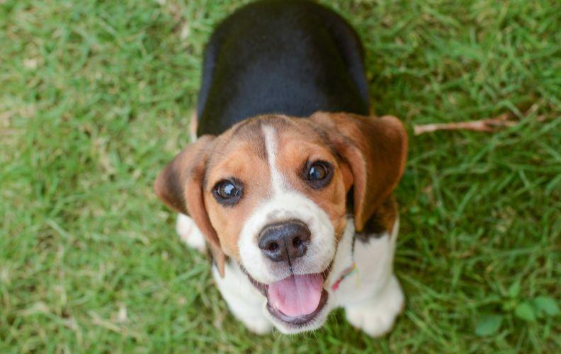 A happy Beagle looking at the camera