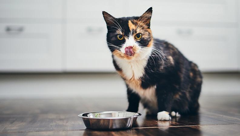A hungry cat licking their lips