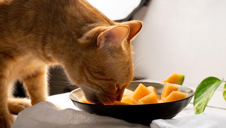 A ginger cat eating melon